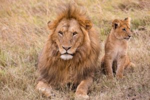 strong lion with little predator resting on meadow in savannah